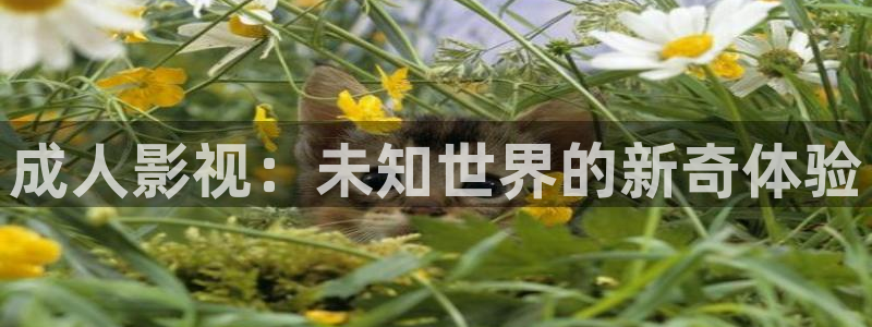 大地影院神马影院西瓜