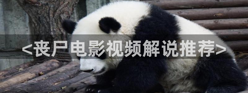 西瓜照片